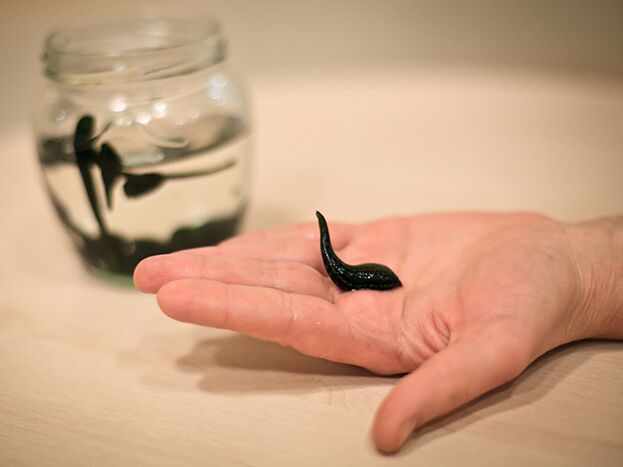 application for the treatment of arthrosis of the knee joint